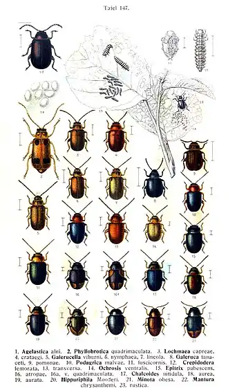 nummer: 22 is de zuringaardvlo