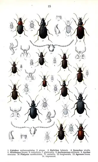 Platynus longiventris