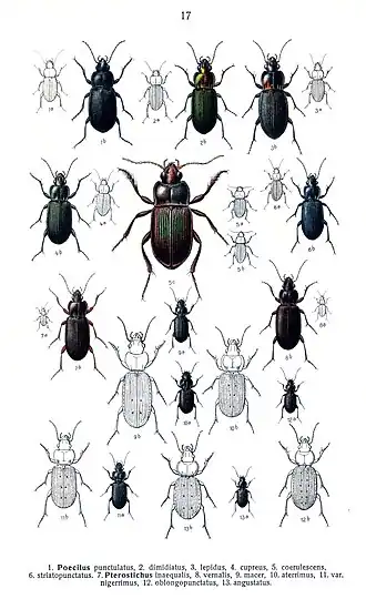 Tweekleurige kielspriet