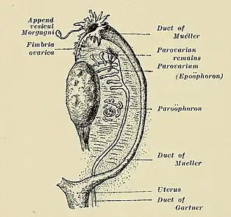 Met epoöforon en paroöforon