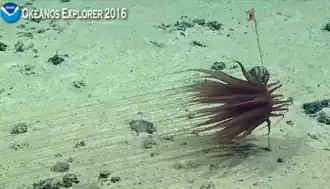 Boloceroides daphneae