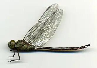 Remartinia luteipennis