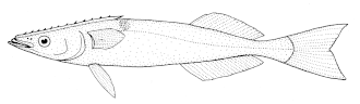 Remora brachyptera