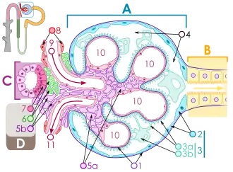 Schematische tekening van het lichaampje van Malpighi