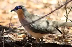 Rencoua (Coua cursor)