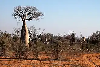 Fony baobabs bij de ingang van het park