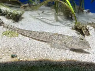 Repomucenus ornatipinnis