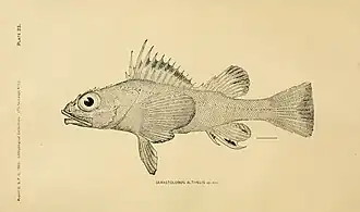 Malacocottus zonurus