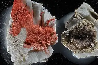 Reptadeonella violacea