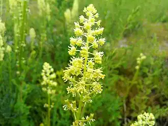 Wilde reseda vlak bij de Kleiputten van Heist