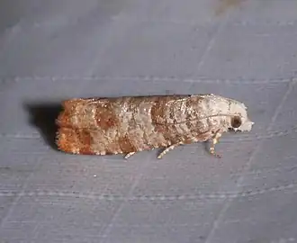 Retinia comstockiana