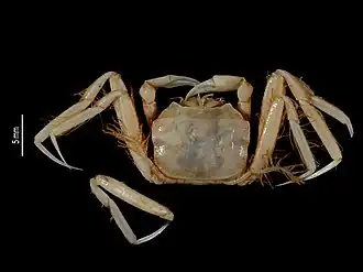 Retropluma solomonensis