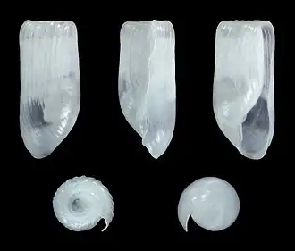 Retusa leptoeneilema