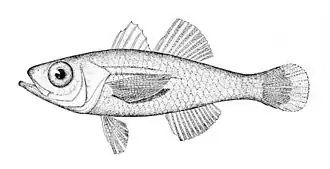 Rhabdamia mentalis