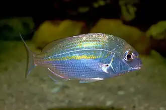 Rhabdosargus holubi