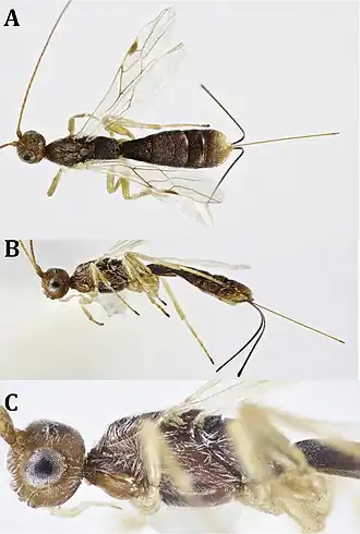 Rhaconotus carinatus