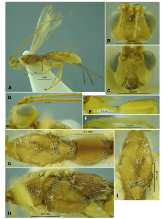 Rhaconotus scirpophagae