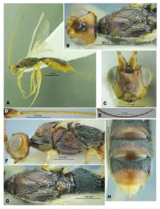 Rhaconotus sudanensis