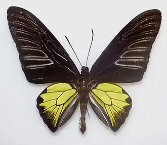 Troides rhadamantus