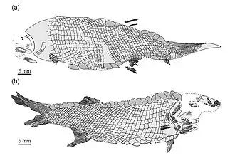 Rhadinichthys
