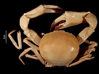 Rhadinoplax microphthalmus