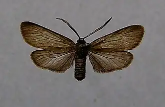 Rhagades pruni Bruine metaalvlinder