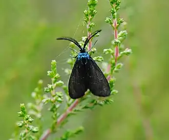 Bruine metaalvlinder