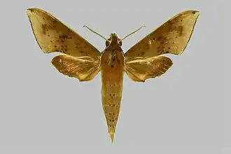 Rhagastis acuta