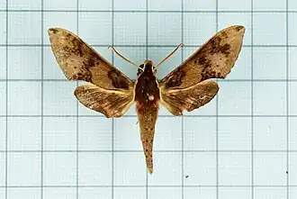 Rhagastis binoculata