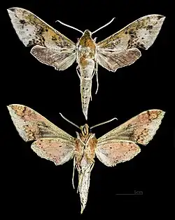 Rhagastis binoculata