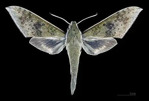 Rhagastis confusa ♂