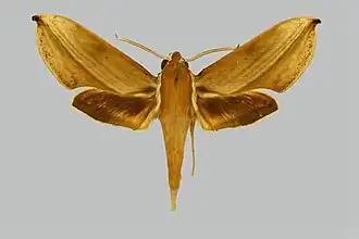 Rhagastis lambertoni