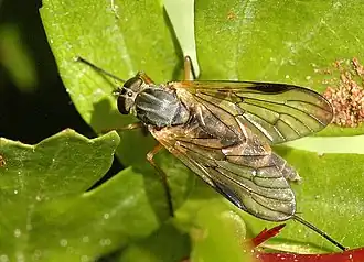 Rhagio notatus, female