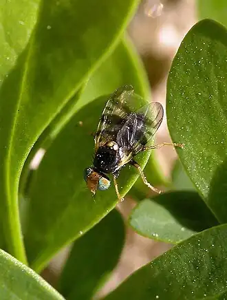 Rhagoletis berberidis