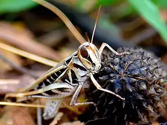 Rhammatocerus viatorius