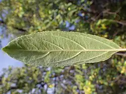 bladonderkant van cultivar