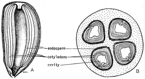 langsdoorsnede steenkern en dwarsdoorsnede vrucht