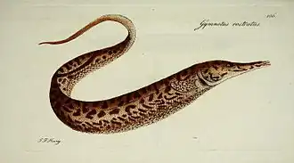 Rhamphichthys rostratus