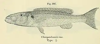 Rhamphochromis esox