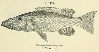 Rhamphochromis longiceps