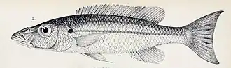 Rhamphochromis macrophthalmus