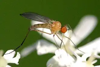 Rhamphomyia flava
