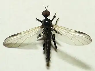 Rhamphomyia atra