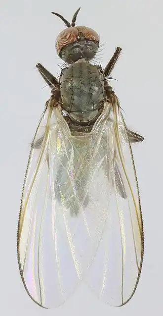 Rhamphomyia curvula