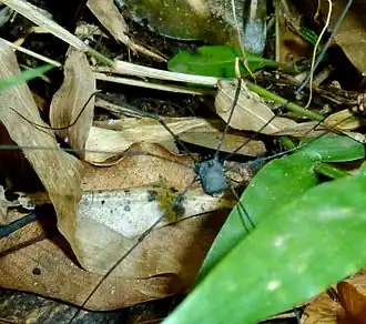 Rhampsinitus (geslacht)