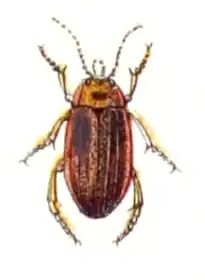 Rhantus frontalis