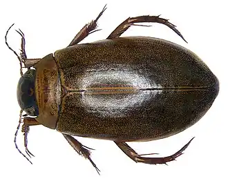 Rhantus pederzanii