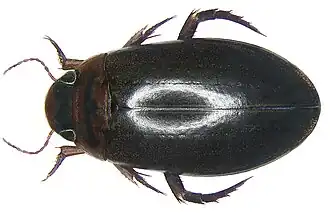 Rhantus riedeli