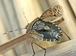 Grauwe veldwants met uitgeslagen vleugels