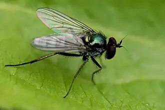 Rhaphium elegantulum